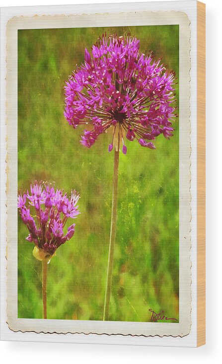 Allium Wood Print featuring the photograph Allium Old Photo by Peggy Dietz