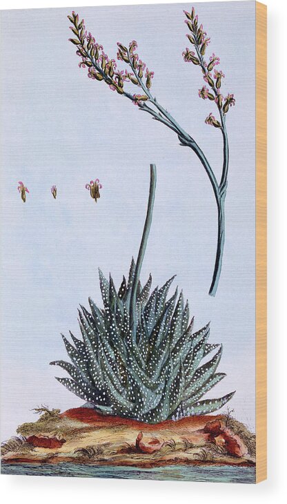 Aloe Wood Print featuring the painting Aloe by Pierre-Joseph Buchoz