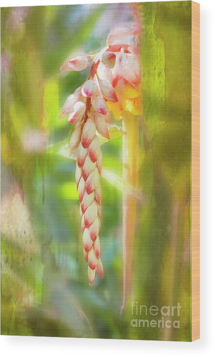 Tropical Wood Print featuring the photograph Alpinial Galangal by Mary Jane Armstrong