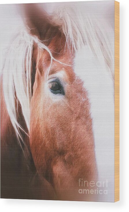 Horse Wood Print featuring the photograph Always Dream by Toma Caul