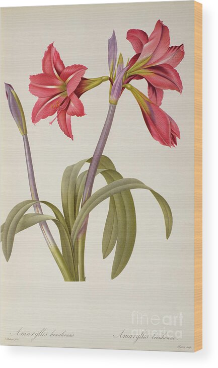 Amaryllis Wood Print featuring the drawing Amaryllis Brasiliensis by Pierre Redoute