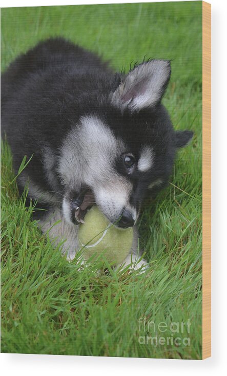 Alusky Wood Print featuring the photograph Amazing Alusky Puppy Dog Resting in Grass with a Ball by DejaVu Designs