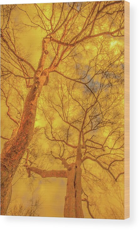 Trees Wood Print featuring the photograph Amber Tree Abstract by Bruce Pritchett