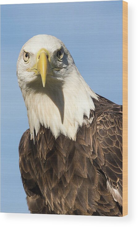 American Bald Eagle Wood Print featuring the photograph American Bald Eagle Portrait - Winged Ambassador by Dawn Currie