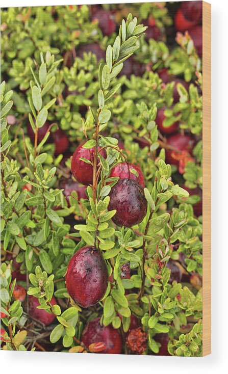 Cranberry Wood Print featuring the photograph American Cranberry by Kristia Adams