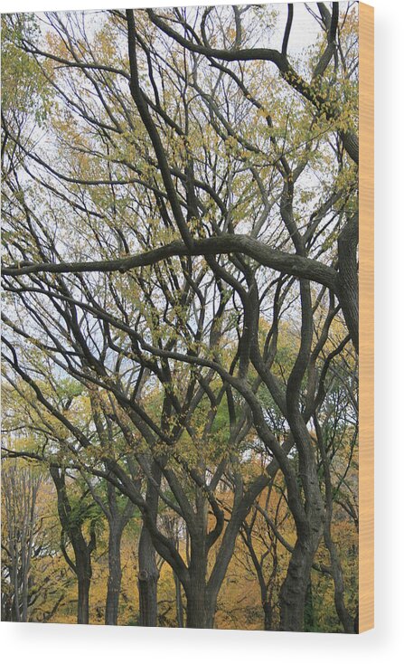 Elm Trees Wood Print featuring the photograph American Elms of Central Park by Christopher J Kirby