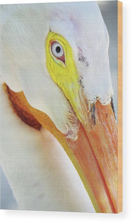 Pelican Wood Print featuring the photograph American Pelican by Stoney Lawrentz