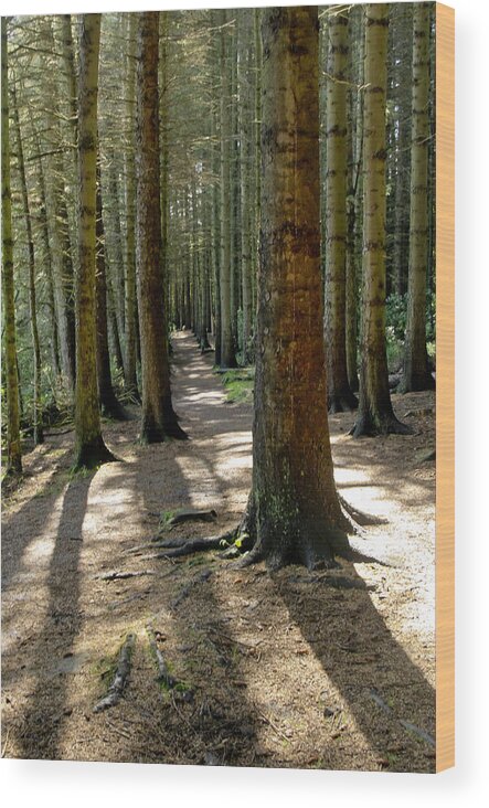 Beecraigs Wood Print featuring the photograph Among forest trunks by Elena Perelman