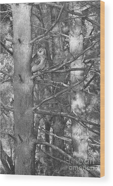 Owl Wood Print featuring the drawing Among The Shadows by Laurie Musser