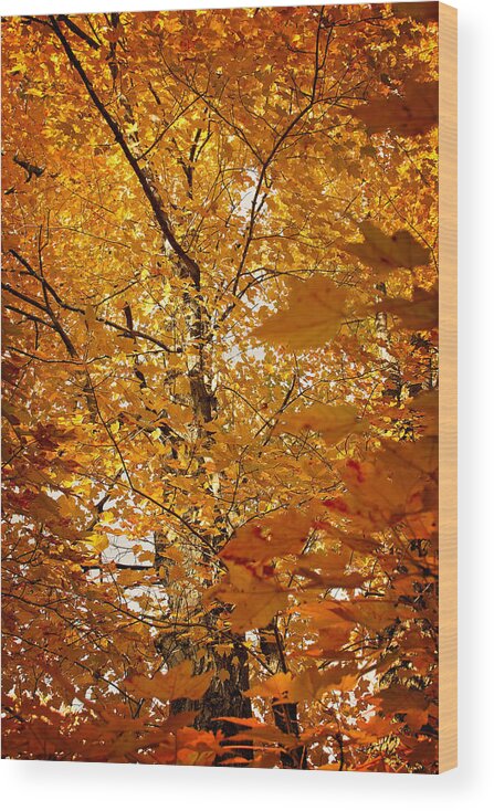Autumn Print Wood Print featuring the photograph An Autumn Day by Gwen Gibson