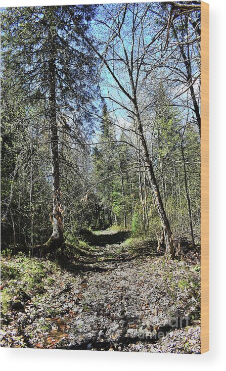 Nature Wood Print featuring the photograph An Easy Stroll by Skip Willits