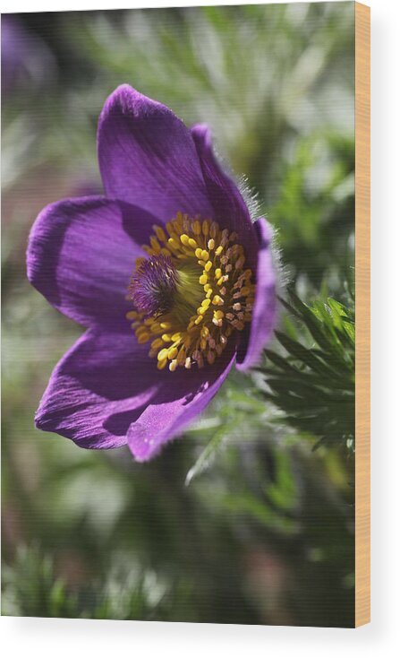 Flower Wood Print featuring the photograph Fuzzy Purple Anemone Pulsatilla Vulgaris by Tammy Pool