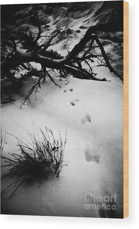 Animal Wood Print featuring the photograph Animal Tracks by Brenton Woodruff