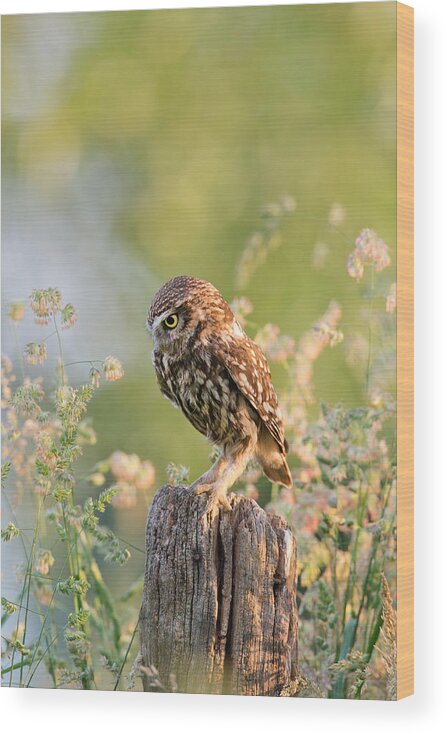 Little Owl Wood Print featuring the photograph Anticipation - Little Owl staring at its Prey by Roeselien Raimond