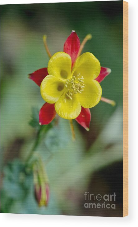 Flowers Wood Print featuring the photograph Aquilegia by Elena Perelman