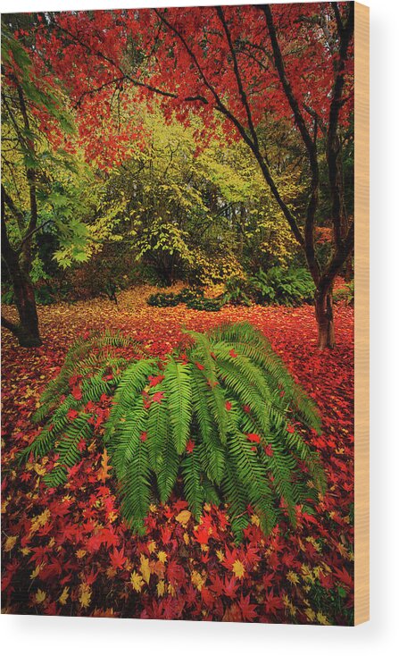 Seattle Wood Print featuring the photograph Arboretum Primary Colors by Dan Mihai