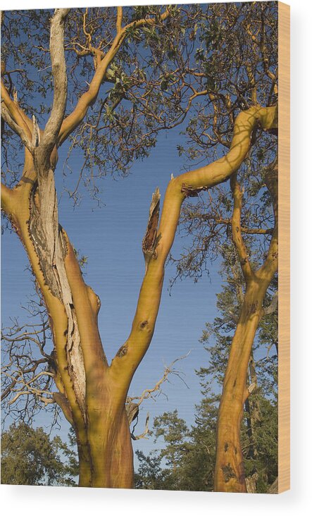 Gulf Islands Wood Print featuring the photograph Arbutus Tree at Roesland by Kevin Oke