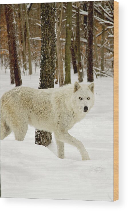 Great Wood Print featuring the photograph Arctic Wolf on the move by Steve and Sharon Smith