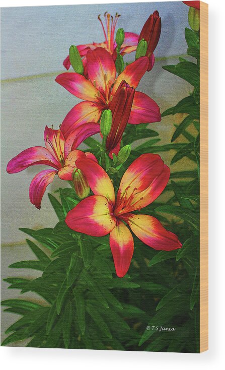 Asian Lilly Spring Time Wood Print featuring the digital art Asian Lilly Spring Time by Tom Janca