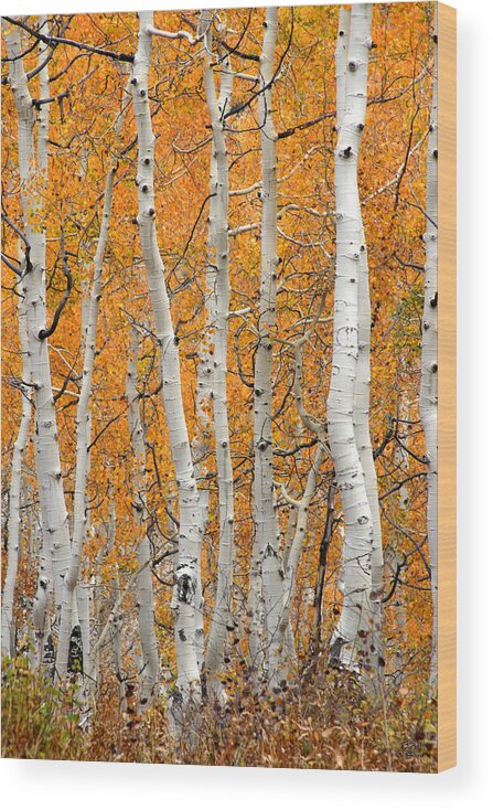 Fall Wood Print featuring the photograph Aspen Grove by Brett Pelletier