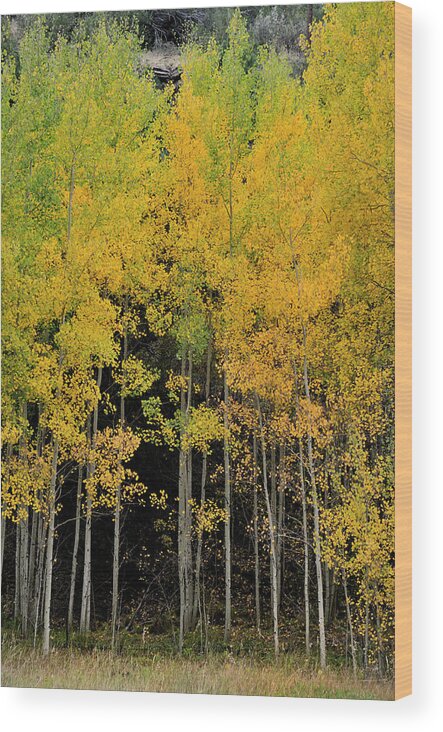 Landscape Wood Print featuring the photograph Aspen Haven by Ron Cline