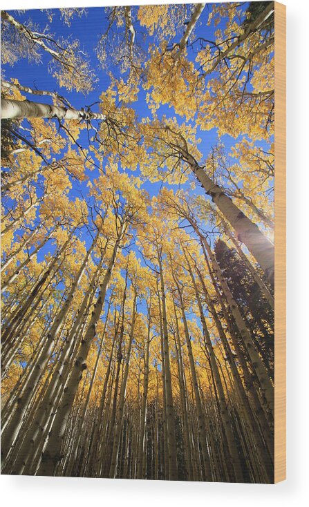 Aspens Wood Print featuring the photograph Aspen Hues by Tom Kelly