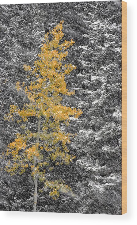 Landscape Wood Print featuring the photograph Aspen Tree in Snow Storm by Brett Pelletier