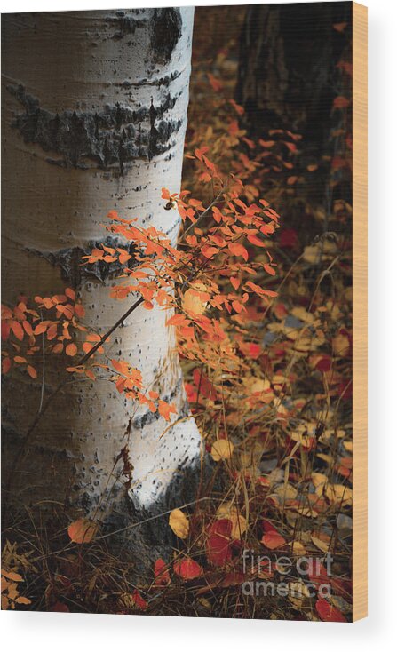 Aspens Wood Print featuring the photograph Aspen Woods by The Forests Edge Photography - Diane Sandoval