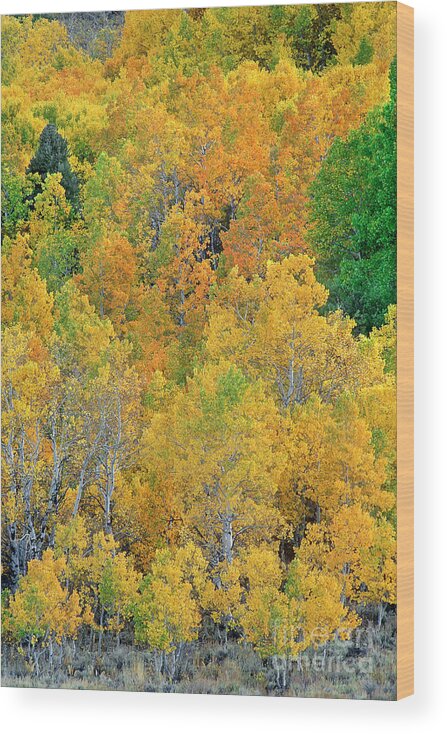 North America Wood Print featuring the photograph Aspens in Fall Eastern Sierras California by Dave Welling