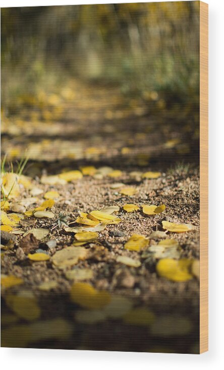 Aspen Wood Print featuring the photograph Aspen leaves on trail by Stephen Holst