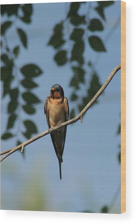 Bird Wood Print featuring the photograph At Rest on my perch by ShadowWalker RavenEyes Dibler