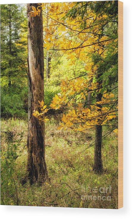 Autumn Wood Print featuring the photograph Autumn Colors 6 by Timothy Hacker