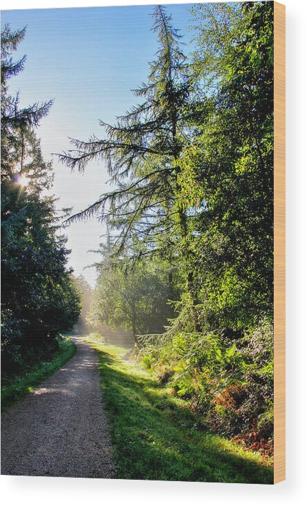 Morning Wood Print featuring the photograph Autumn equinox walk in the woods by Peggy Cooper-Berger
