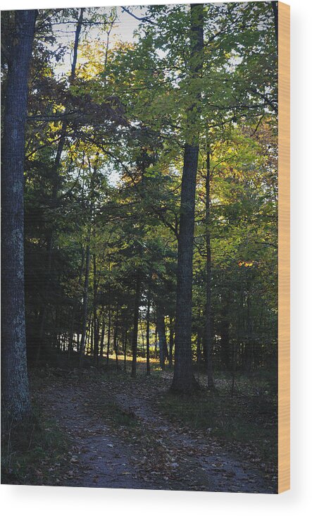 Fall Wood Print featuring the photograph Autumn Glen by Tim Nyberg