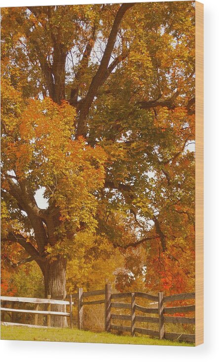 Maple Tree Wood Print featuring the photograph Autumn in Chester County II by Susan Maxwell Schmidt