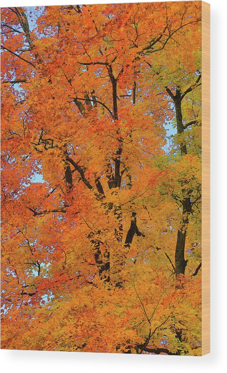 Gary Hall Wood Print featuring the photograph Autumn in Southern Ontario by Gary Hall