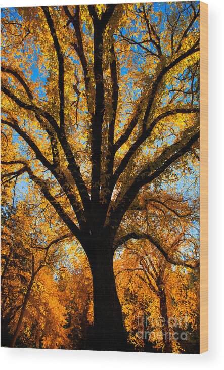 Elm Trees Wood Print featuring the photograph Autumn Season 4 by Terry Elniski