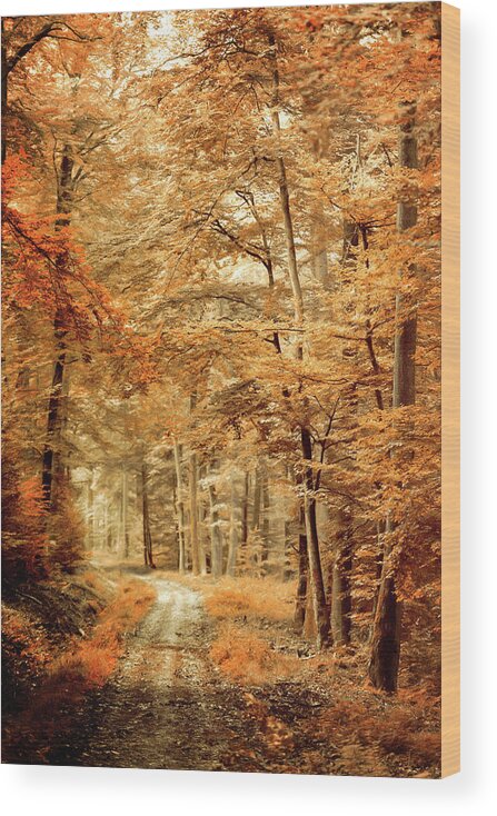 Forest Wood Print featuring the photograph Autumn Secret by Philippe Sainte-Laudy
