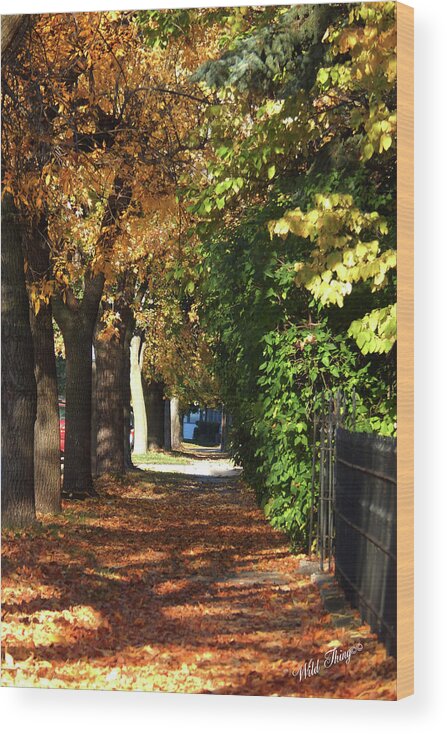 Autumn Wood Print featuring the photograph Autumn Tunnel of Love by Wild Thing