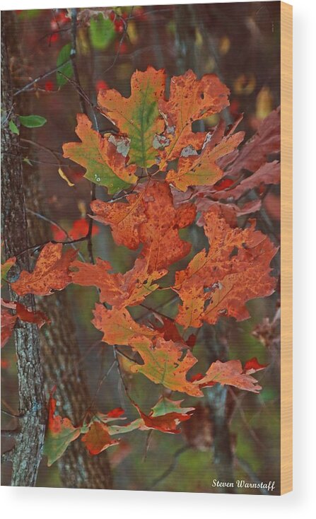 Tree Wood Print featuring the photograph Autumn's Treasure by Steve Warnstaff