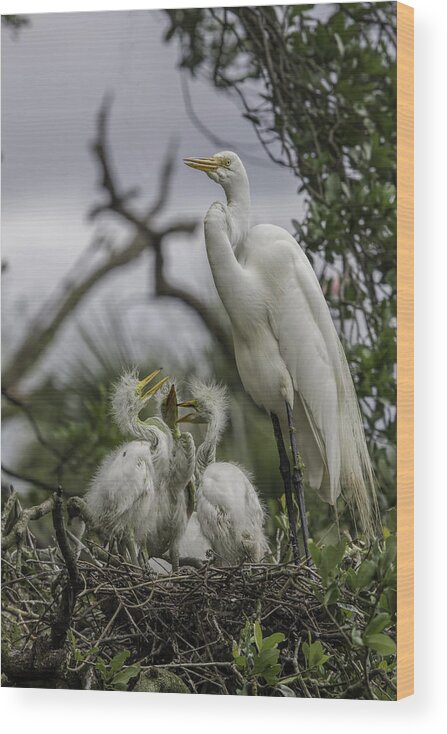 Great White Heron Wood Print featuring the photograph Babies in the Nest by Dorothy Cunningham