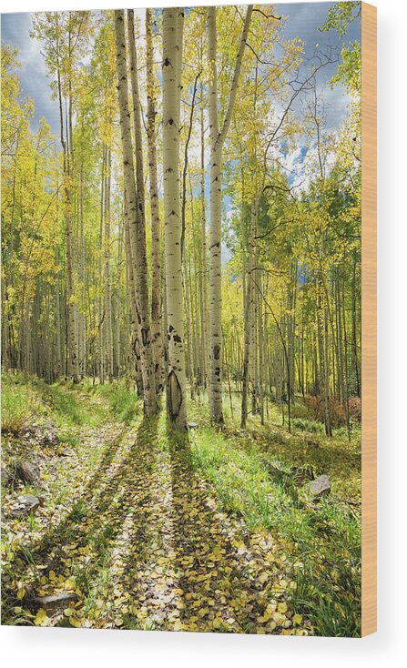 Aspen Wood Print featuring the photograph Backlit Aspen Trail by Denise Bush