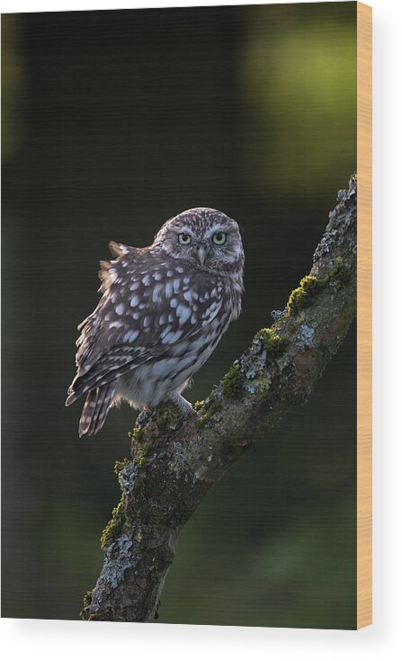 Little Owl Wood Print featuring the photograph Backlit Little Owl by Pete Walkden