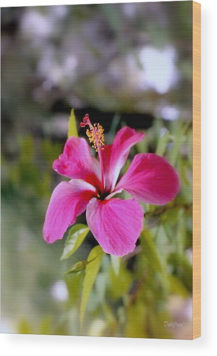 Flowers Wood Print featuring the photograph Bahamian Flower by Deborah Crew-Johnson