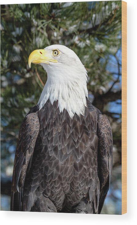 American Freedom Symbol Wood Print featuring the photograph Bald Eagle In Tree by Teri Virbickis