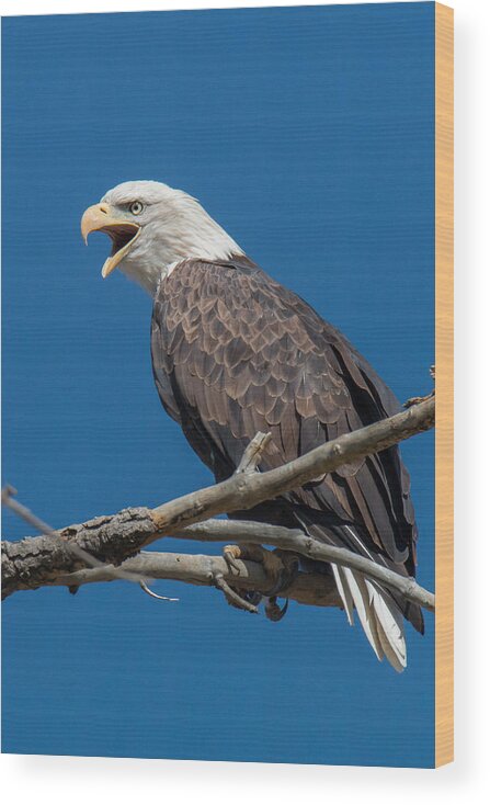 Eagle Wood Print featuring the photograph Bald Eagle Makes Some Noise by Tony Hake