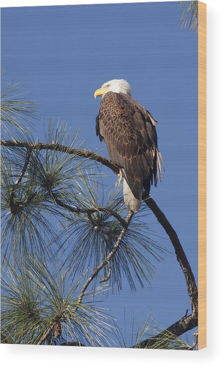American Bald Eagle Wood Print featuring the photograph Bald Eagle by Sally Weigand