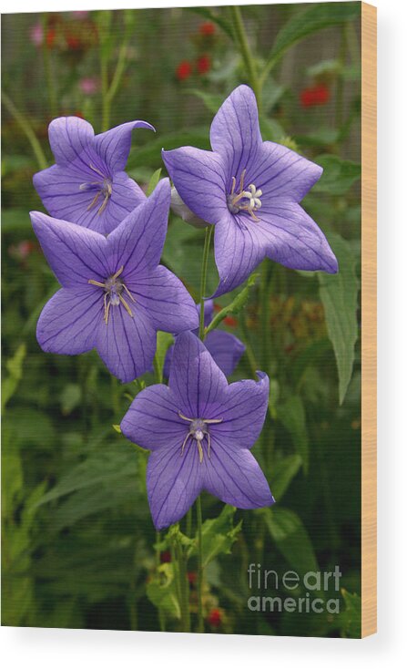 Flower Wood Print featuring the photograph Balloon Flowers by Steve Augustin