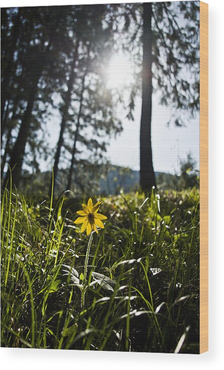 Flower Wood Print featuring the photograph Balsamroot by Jedediah Hohf