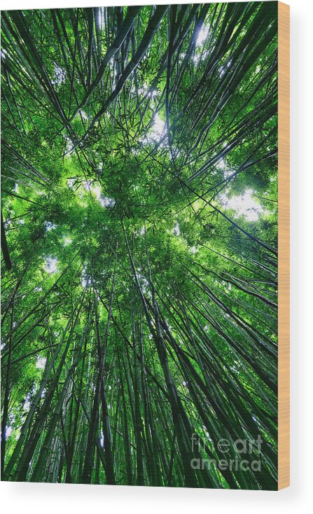 Bamboo Wood Print featuring the photograph Bamboo Forest by Eddie Yerkish